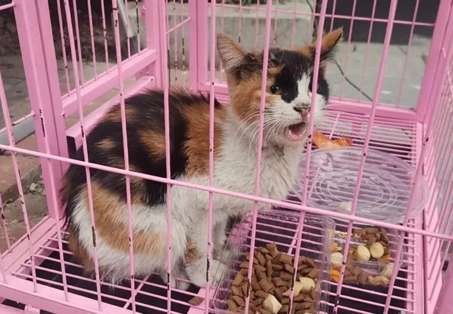 流浪猫毛毛,照亮了我的前行之路的图片 第2张 流浪猫毛毛,照亮了我的前行之路 第2张