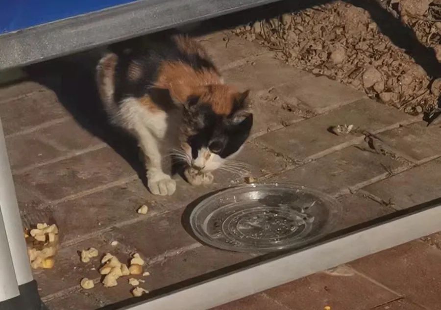 流浪猫毛毛,照亮了我的前行之路的图片 第1张 流浪猫毛毛,照亮了我的前行之路 第1张