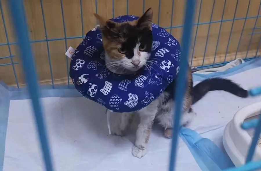 流浪猫毛毛，照亮了我的前行之路