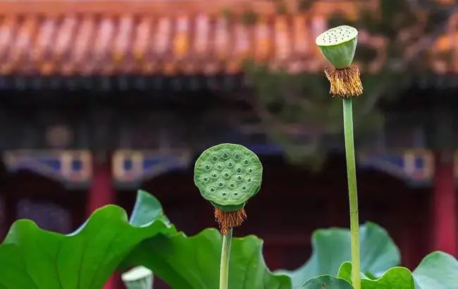 若忽视菩提心的修持，再怎么精进都可能落入邪恶的修行！