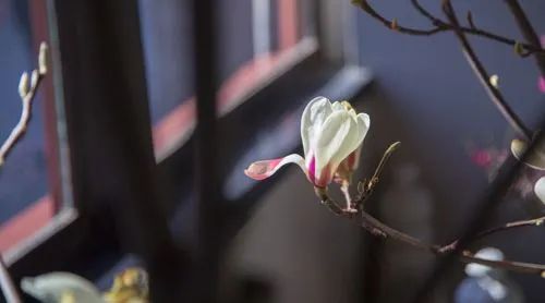 当心爱的东西被邻居偷走时，烦恼不？
